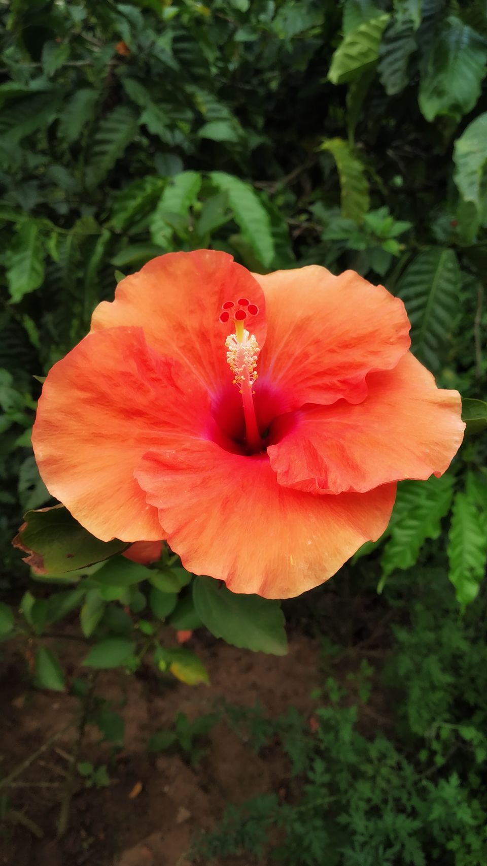 Photo of Coorg: 2 days of Coorgi Hospitality, Flora & Fauna, Coffee, and Spirituality in Scotland of India by Nancy Johri