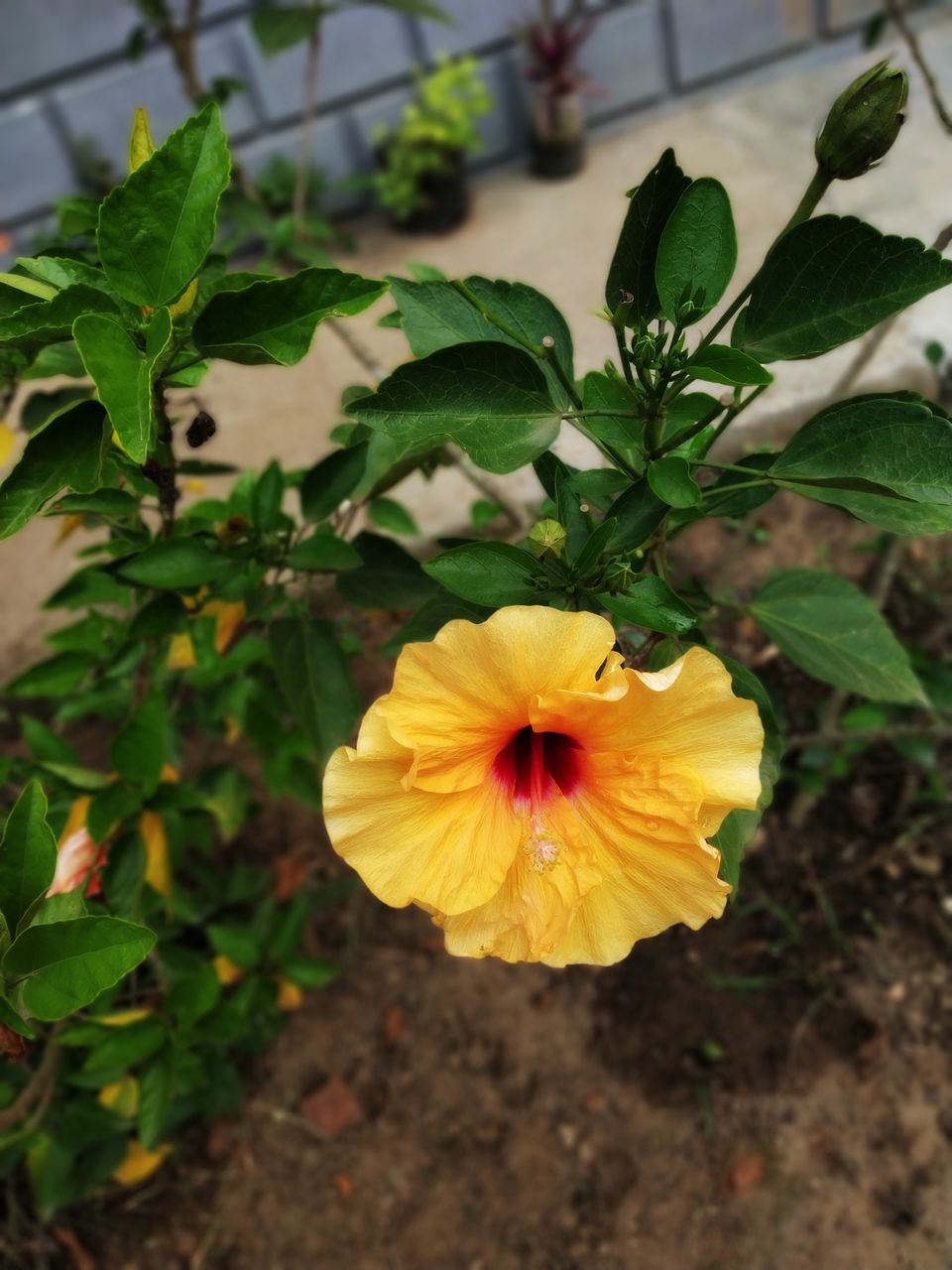 Photo of Coorg: 2 days of Coorgi Hospitality, Flora & Fauna, Coffee, and Spirituality in Scotland of India by Nancy Johri