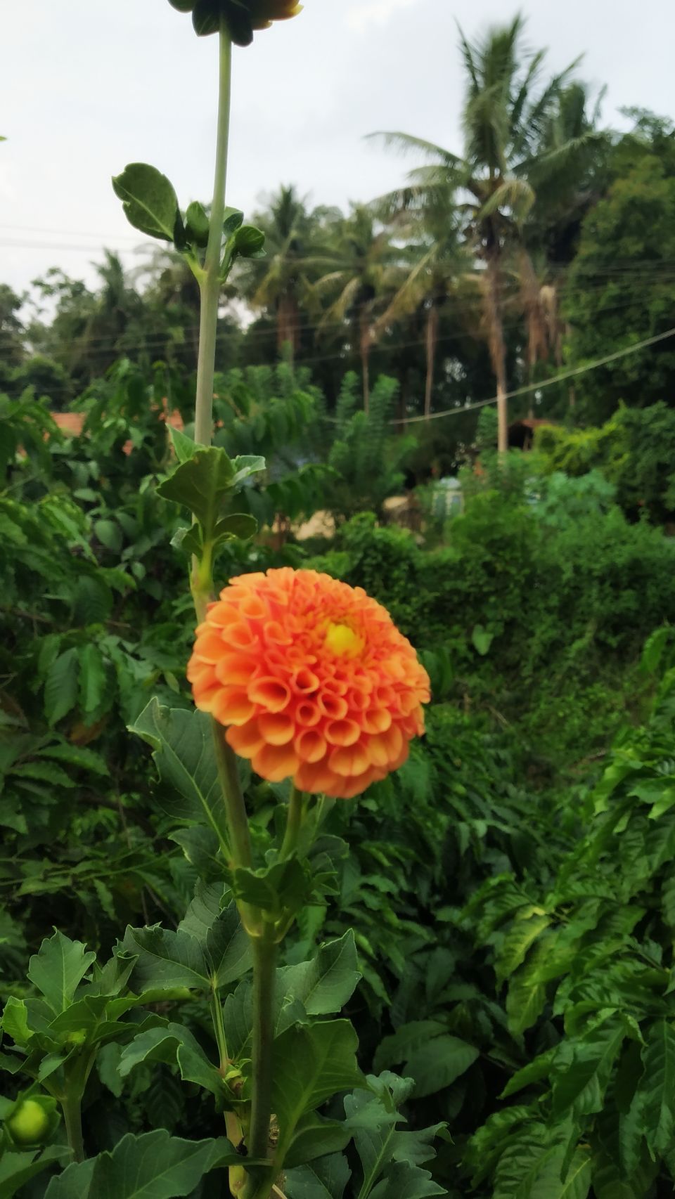 Photo of Coorg: 2 days of Coorgi Hospitality, Flora & Fauna, Coffee, and Spirituality in Scotland of India by Nancy Johri