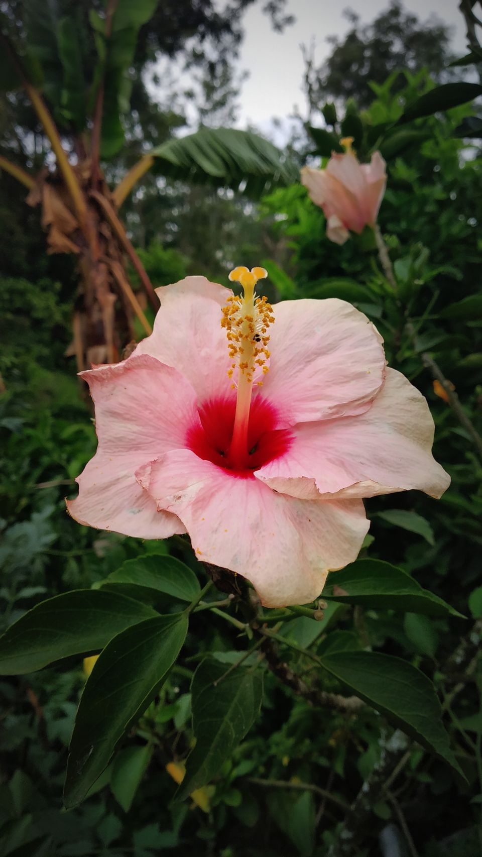Photo of Coorg: 2 days of Coorgi Hospitality, Flora & Fauna, Coffee, and Spirituality in Scotland of India by Nancy Johri