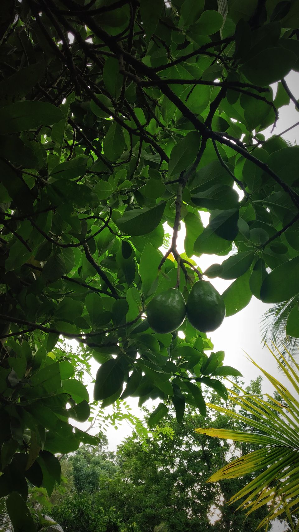 Photo of Coorg: 2 days of Coorgi Hospitality, Flora & Fauna, Coffee, and Spirituality in Scotland of India by Nancy Johri