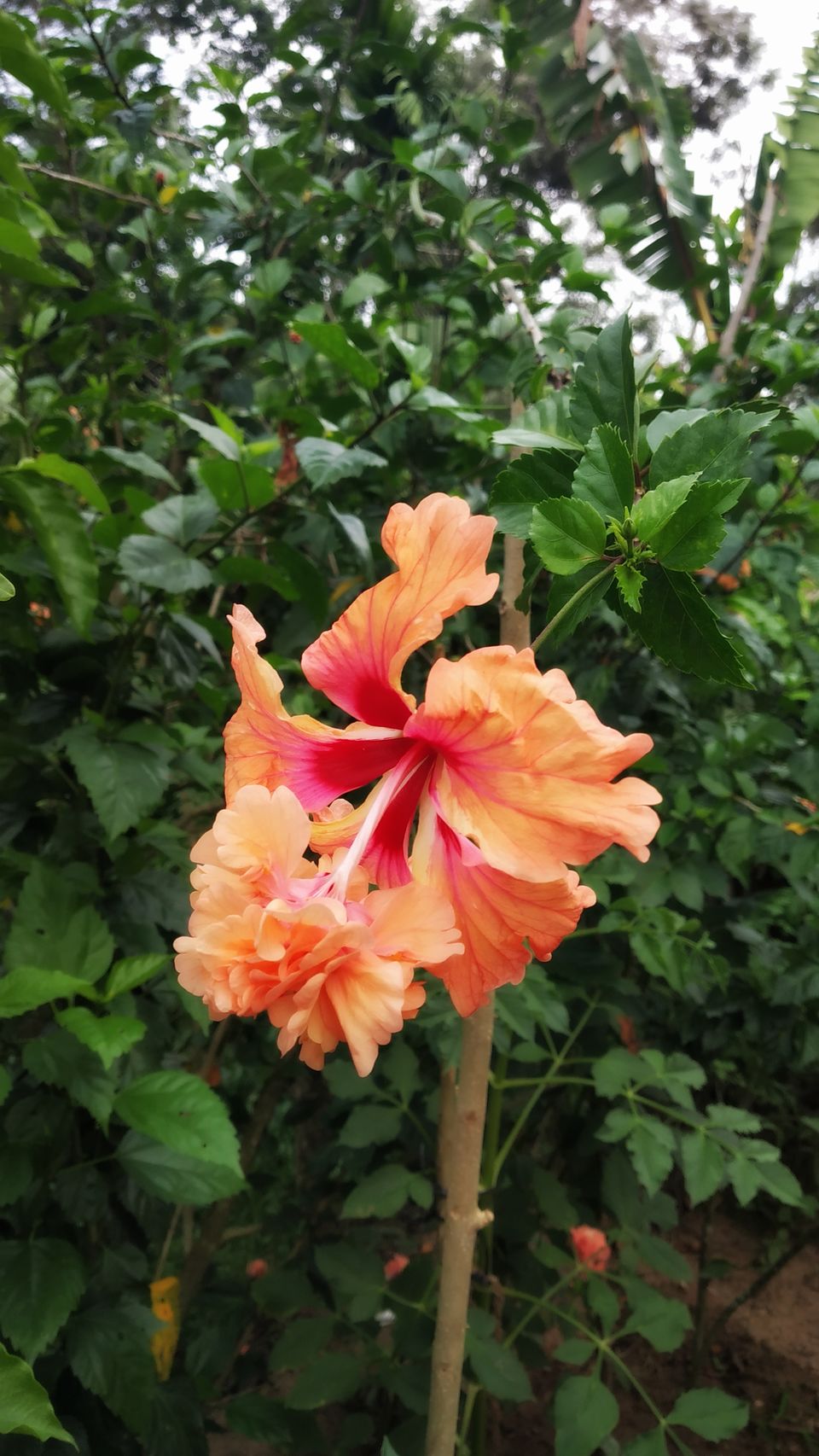 Photo of Coorg: 2 days of Coorgi Hospitality, Flora & Fauna, Coffee, and Spirituality in Scotland of India by Nancy Johri