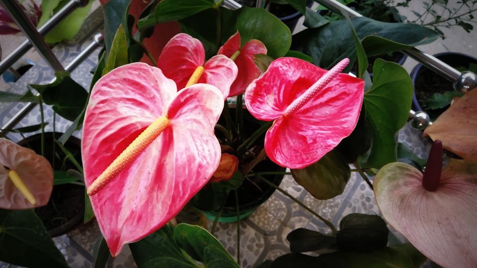 Photo of Coorg: 2 days of Coorgi Hospitality, Flora & Fauna, Coffee, and Spirituality in Scotland of India by Nancy Johri