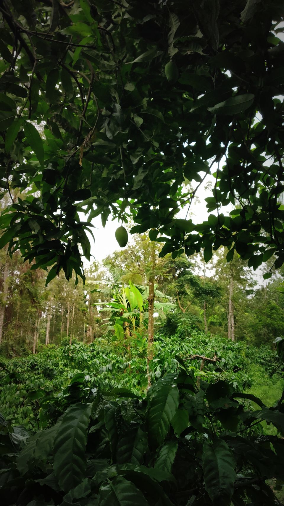 Photo of Coorg: 2 days of Coorgi Hospitality, Flora & Fauna, Coffee, and Spirituality in Scotland of India by Nancy Johri