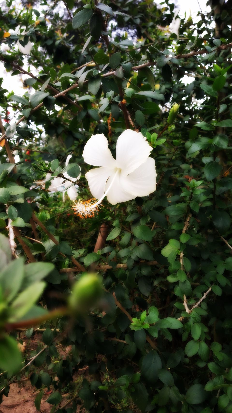 Photo of Coorg: 2 days of Coorgi Hospitality, Flora & Fauna, Coffee, and Spirituality in Scotland of India by Nancy Johri