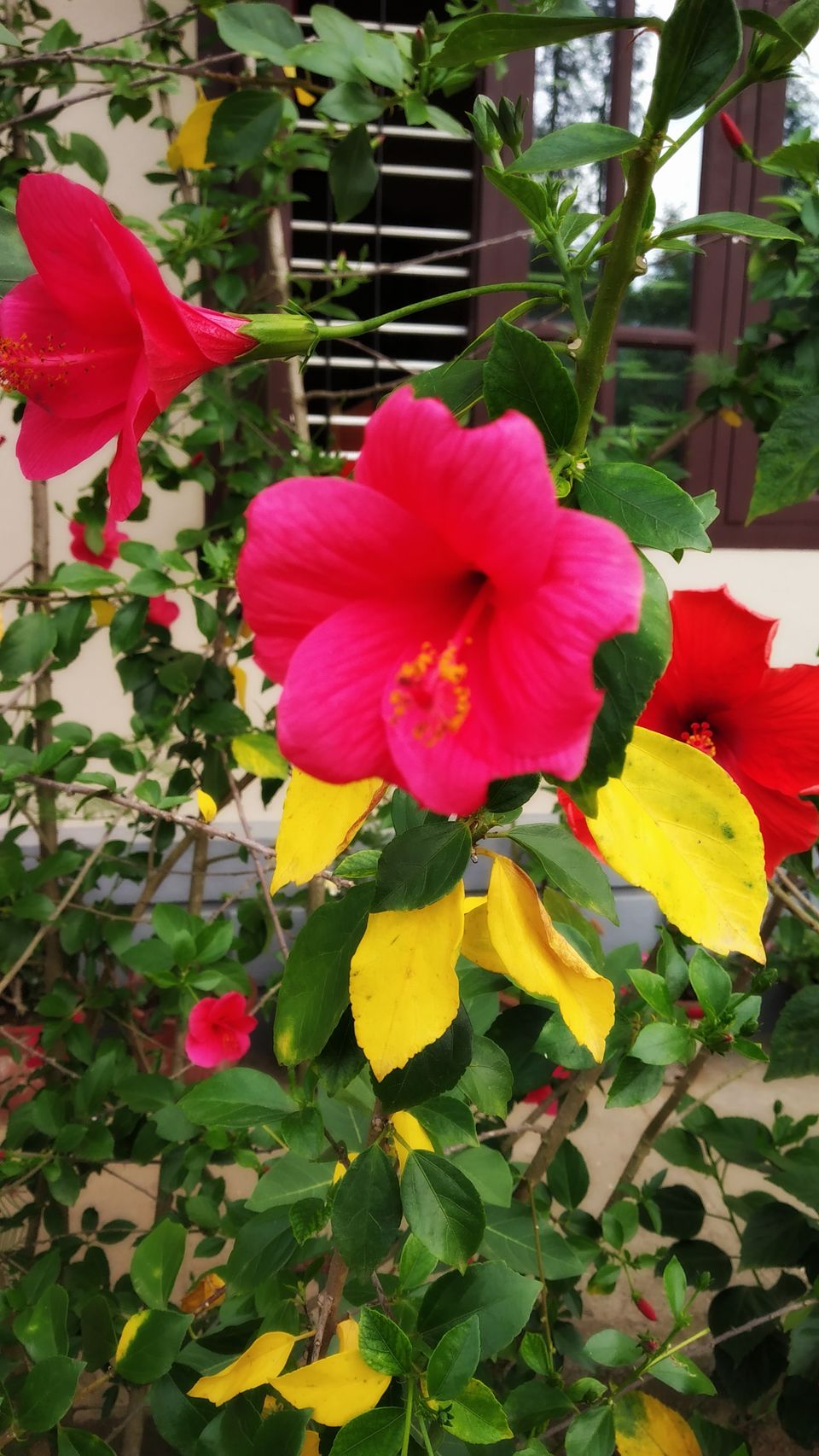 Photo of Coorg: 2 days of Coorgi Hospitality, Flora & Fauna, Coffee, and Spirituality in Scotland of India by Nancy Johri