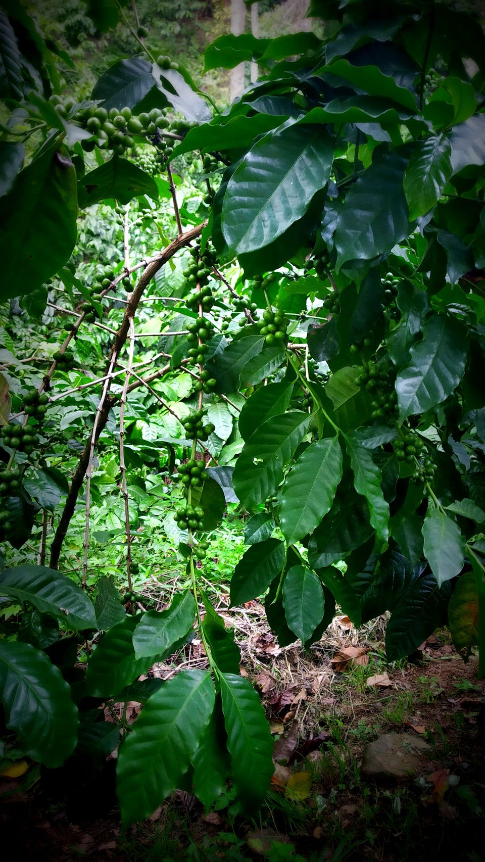 Photo of Coorg: 2 days of Coorgi Hospitality, Flora & Fauna, Coffee, and Spirituality in Scotland of India by Nancy Johri