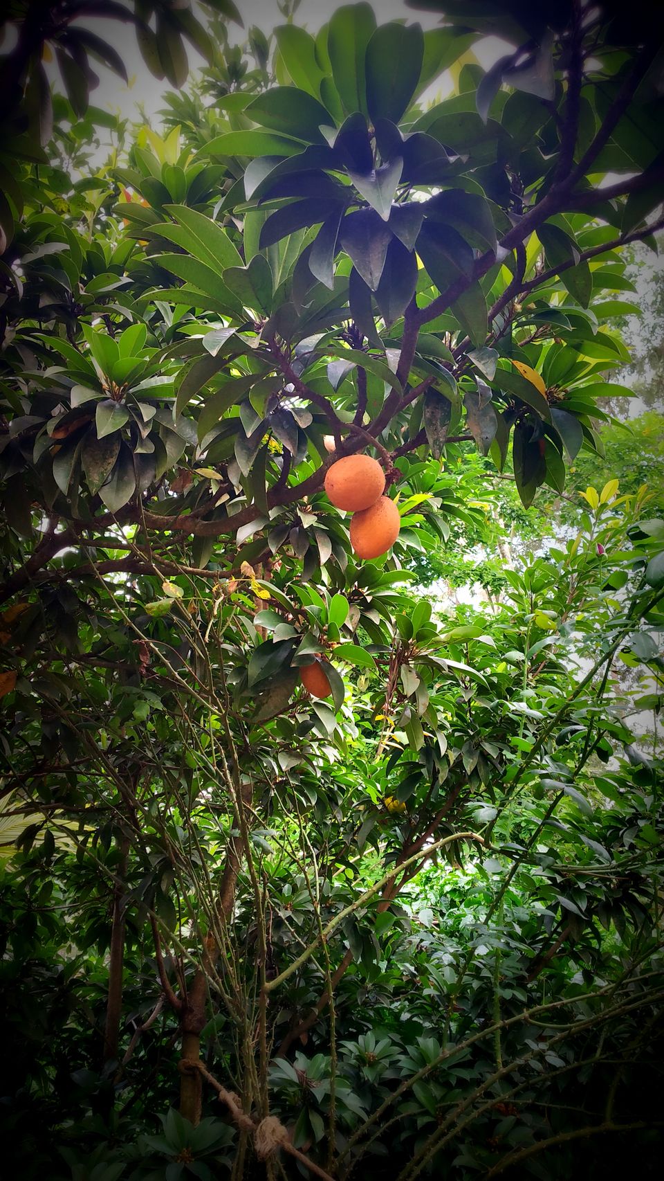 Photo of Coorg: 2 days of Coorgi Hospitality, Flora & Fauna, Coffee, and Spirituality in Scotland of India by Nancy Johri
