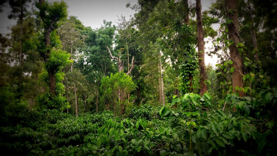 Photo of Coorg: 2 days of Coorgi Hospitality, Flora & Fauna, Coffee, and Spirituality in Scotland of India by Nancy Johri