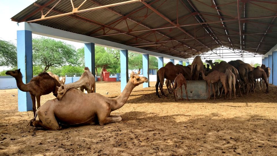 Photo of Travel Guide for ‘Camel Country’- The Radiant Gem in Thar Desert 1/1 by Nancy Johri