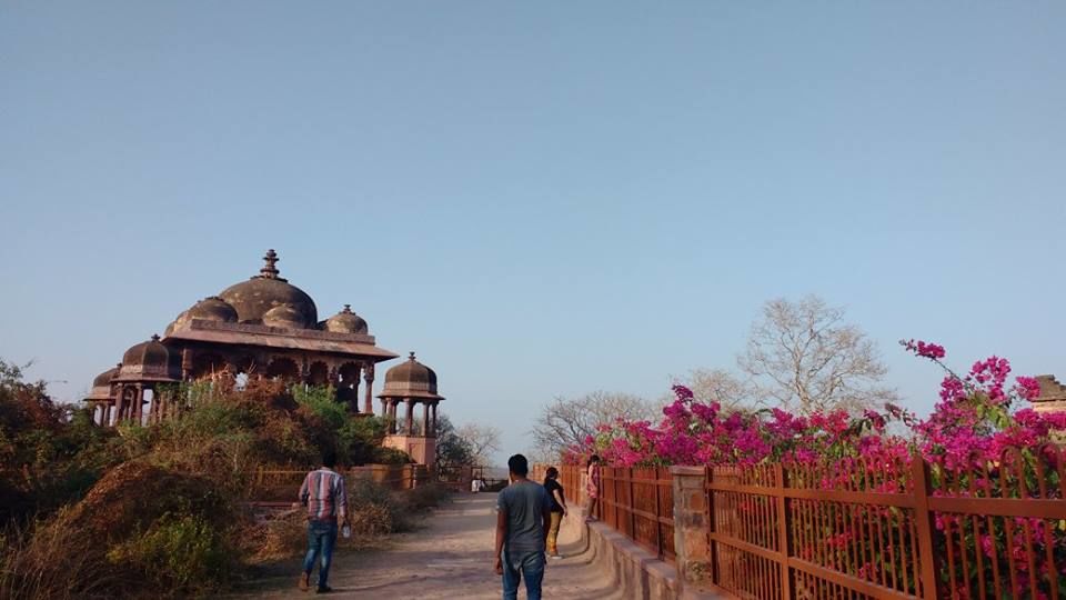 Photo of How to Spot a Tiger in Ranthambore National Park? by Nancy Johri