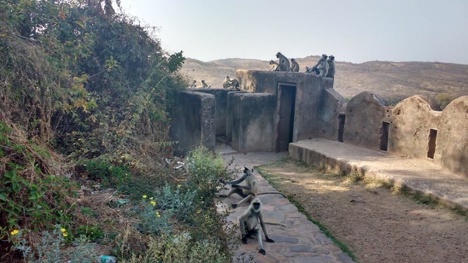 Photo of How to Spot a Tiger in Ranthambore National Park? by Nancy Johri