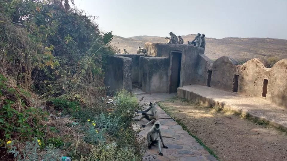 Photo of How to Spot a Tiger in Ranthambore National Park? by Nancy Johri