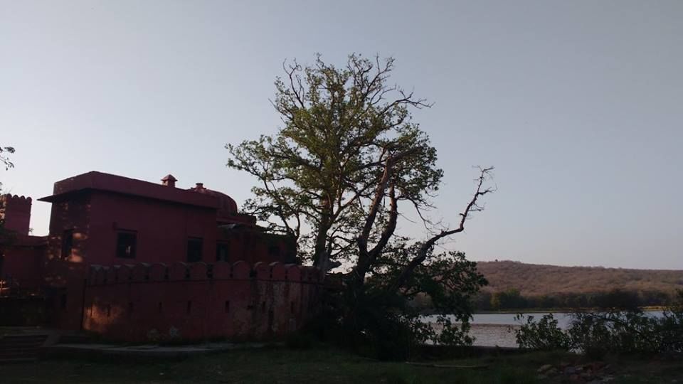 Photo of How to Spot a Tiger in Ranthambore National Park? by Nancy Johri
