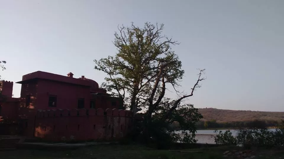 Photo of How to Spot a Tiger in Ranthambore National Park? by Nancy Johri