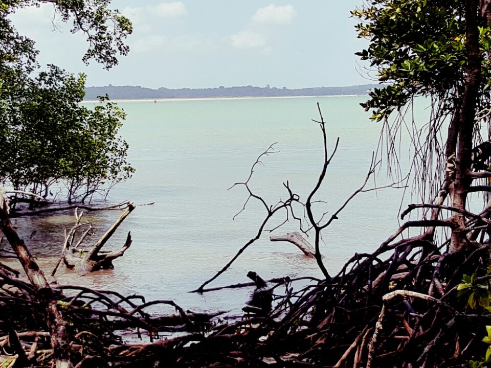 Photo of Chek Jawa Trail, Singapore by Lynn Marimo