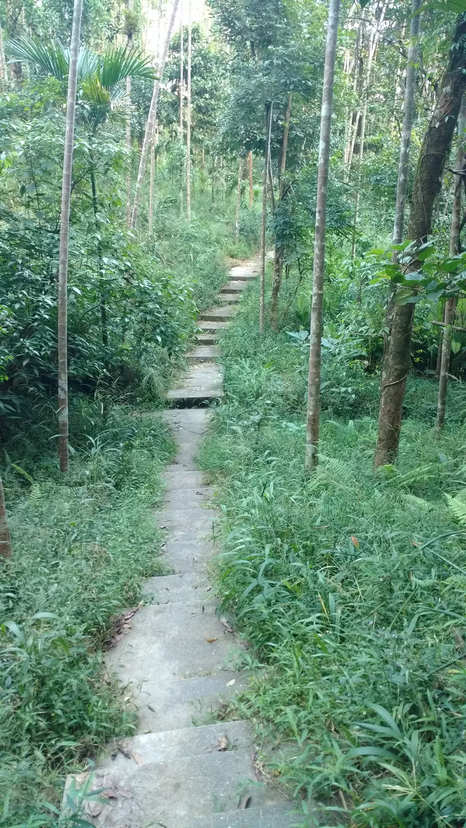 Photo of Byrdaw Falls, Pomshutia, Lapalang, Meghalaya, India by trinabh dowerah