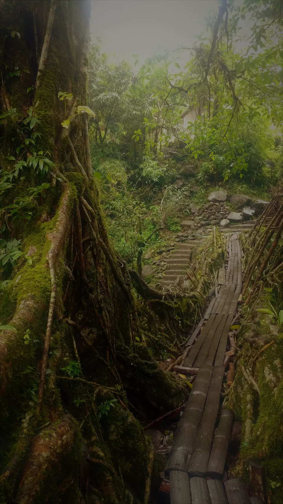 Photo of Jingkieng Nongriat Double Decker Living Root Bridge, Nongriat, Meghalaya, India by trinabh dowerah