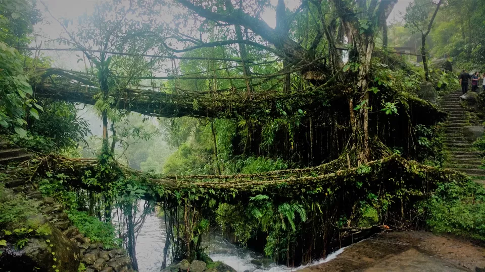 Photo of Jingkieng Nongriat Double Decker Living Root Bridge, Nongriat, Meghalaya, India by trinabh dowerah