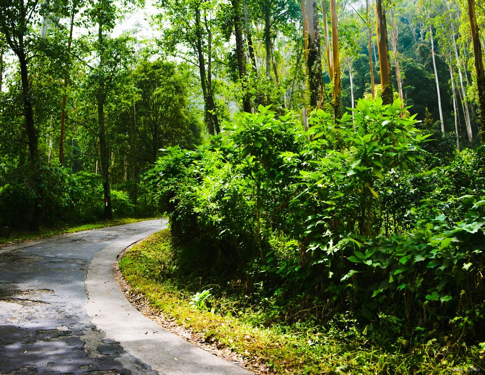 Photo of Weekend Drive to an Alien World.. Kawa Putih! by Sushmita Mallick