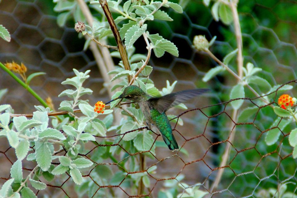 Photo of The Desert Botanical Garden in Phoenix, AZ 4/23 by Ambra Torelli