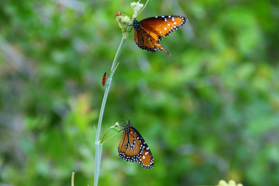 Photo of The Desert Botanical Garden in Phoenix, AZ 7/23 by Ambra Torelli