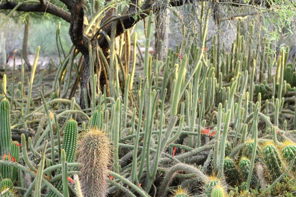 Photo of The Desert Botanical Garden in Phoenix, AZ 9/23 by Ambra Torelli