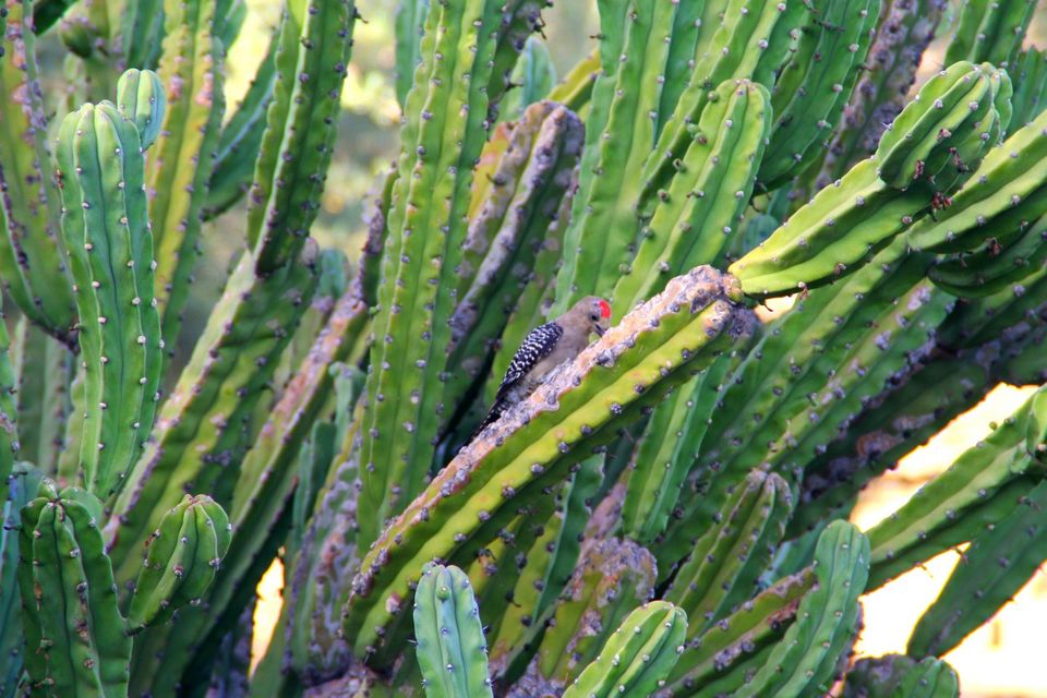 Photo of The Desert Botanical Garden in Phoenix, AZ 11/23 by Ambra Torelli