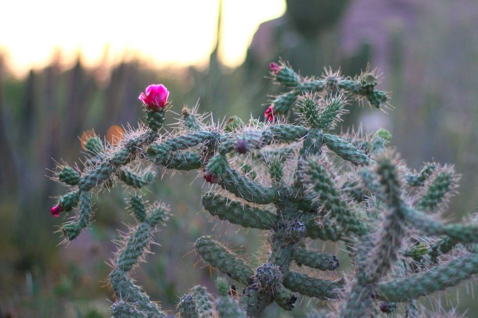 Photo of The Desert Botanical Garden in Phoenix, AZ 14/23 by Ambra Torelli