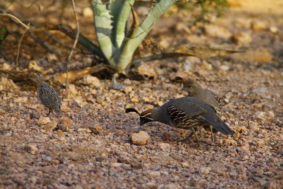 Photo of The Desert Botanical Garden in Phoenix, AZ 15/23 by Ambra Torelli