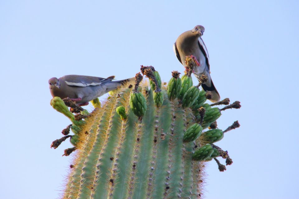 Photo of The Desert Botanical Garden in Phoenix, AZ 18/23 by Ambra Torelli