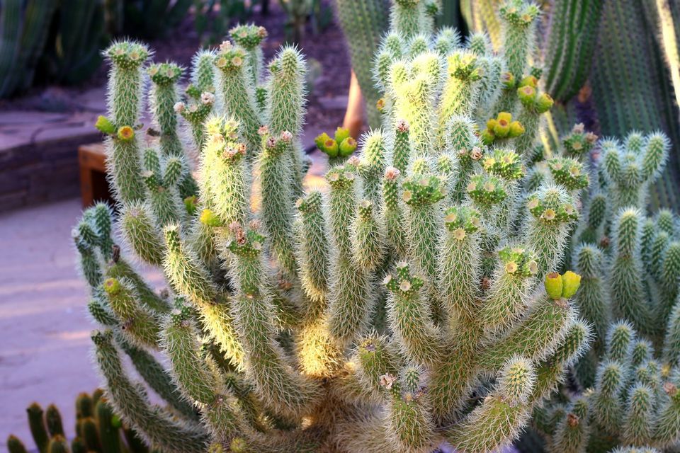 Photo of The Desert Botanical Garden in Phoenix, AZ 20/23 by Ambra Torelli