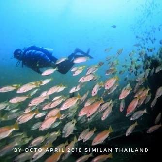 Photo of Similan Islands National Park, Lam Kaen, Thai Mueang District, Phang-nga, Thailand by Divyangana Kakade
