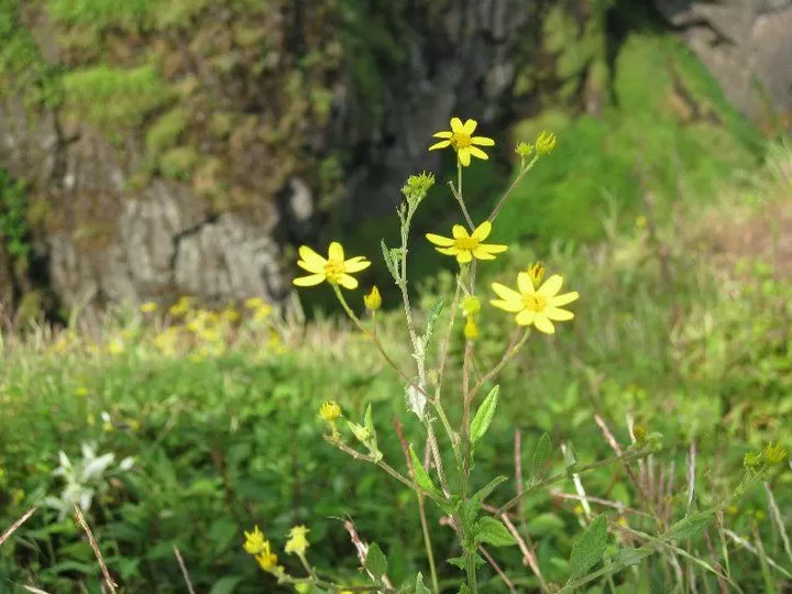 Photo of Elephant Point, Mahableshwar, Maharashtra, India by Snehal 