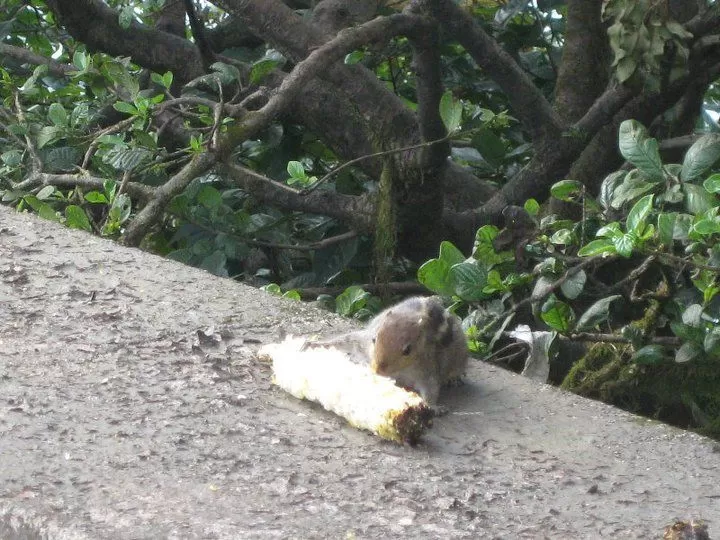 Photo of Elephant Point, Mahableshwar, Maharashtra, India by Snehal 