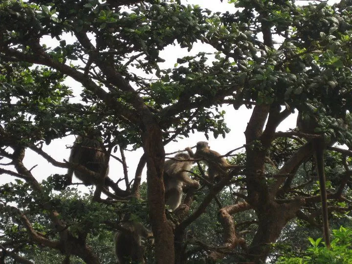 Photo of Elephant Point, Mahableshwar, Maharashtra, India by Snehal 