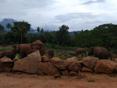 Photo of Serene Srilanka............ 16/26 by Snehal