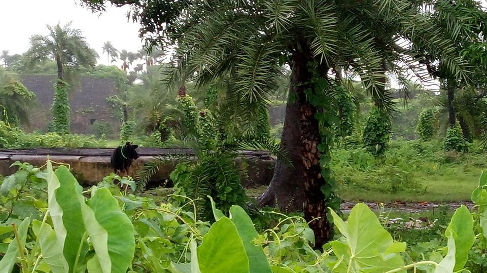 Photo of Vasai Fort, Killa Road, Police Colony, Vasai West, Vasai, Maharashtra, India by Snehal