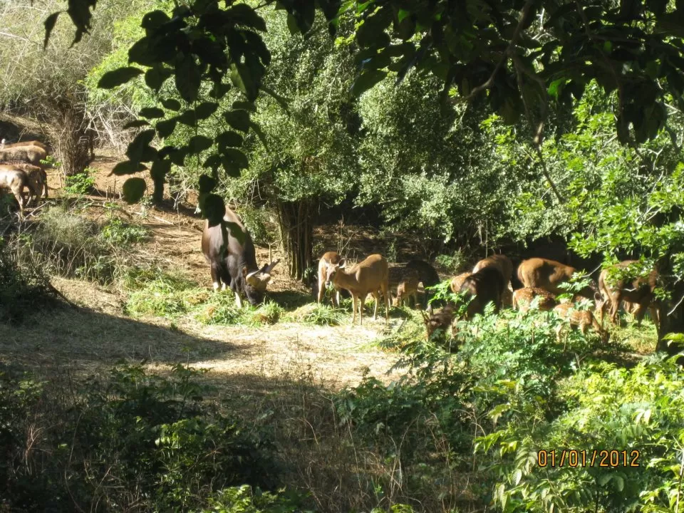 Photo of Bannerughatta, Bangalore, Karnataka, India by Snehal 