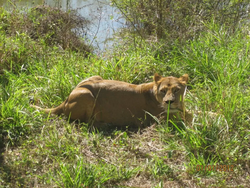 Photo of Bannerughatta, Bangalore, Karnataka, India by Snehal 