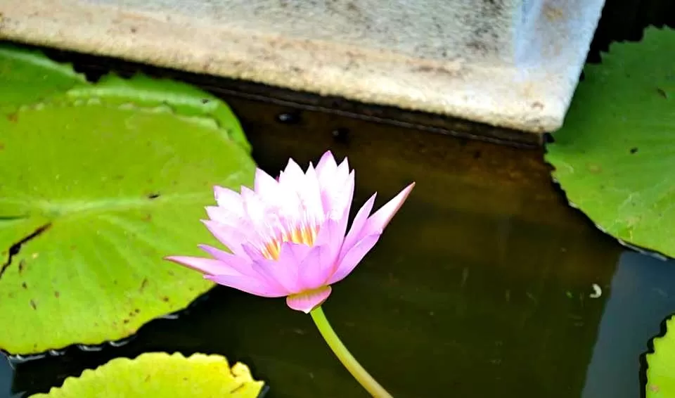 Photo of Dapoli, Maharashtra, India by Snehal 