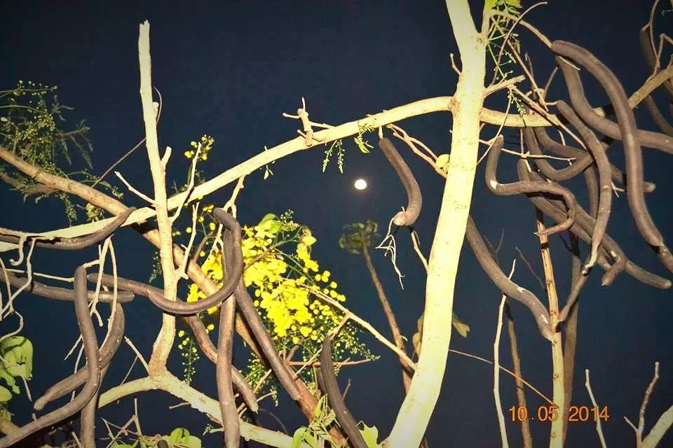 Photo of Dapoli, Maharashtra, India by Snehal 