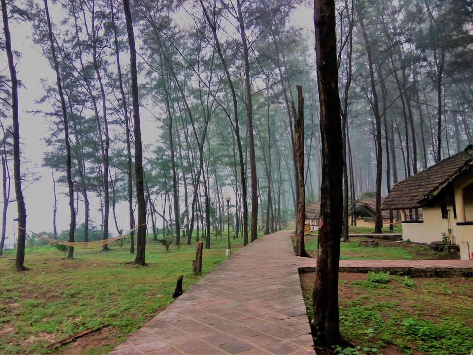 Photo of Winters in hills ?..Very common ..Have you every thought about winters on beaches and enjoying fog ? 1/11 by Snehal