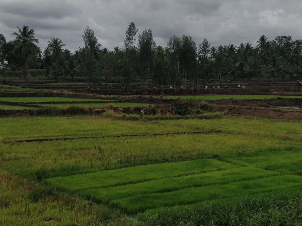 Photo of Shivanasamudra, Karnataka by Traveller Hoots