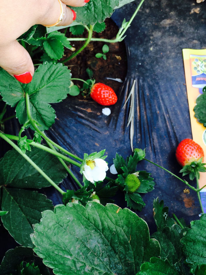 Photo of Panchgani - A love story set amidst strawberry fields 12/13 by localtravelista