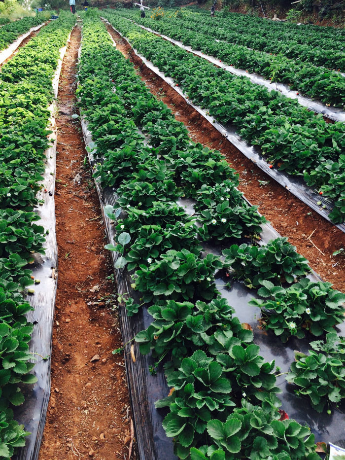 Photo of Panchgani - A love story set amidst strawberry fields 10/13 by localtravelista