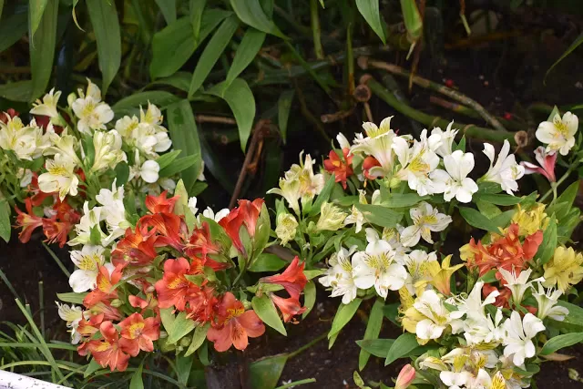 Photo of Flower Exhibition Centre - Ridge Park., Arithang, Gangtok, Sikkim, India by Abhinav Lal