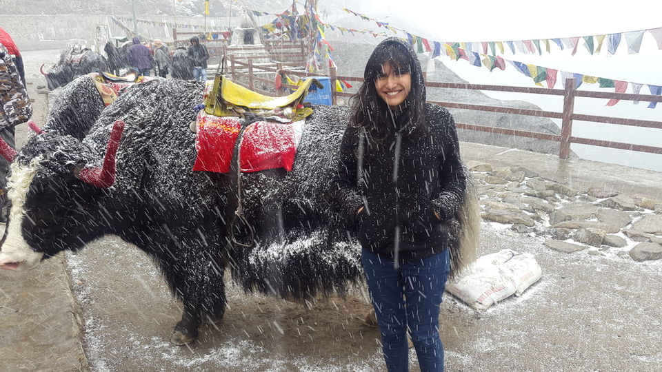 Photo of The North East Chapter: Solo in Sikkim 12/13 by The Gone Goat