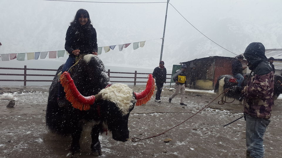 Photo of The North East Chapter: Solo in Sikkim 13/13 by The Gone Goat