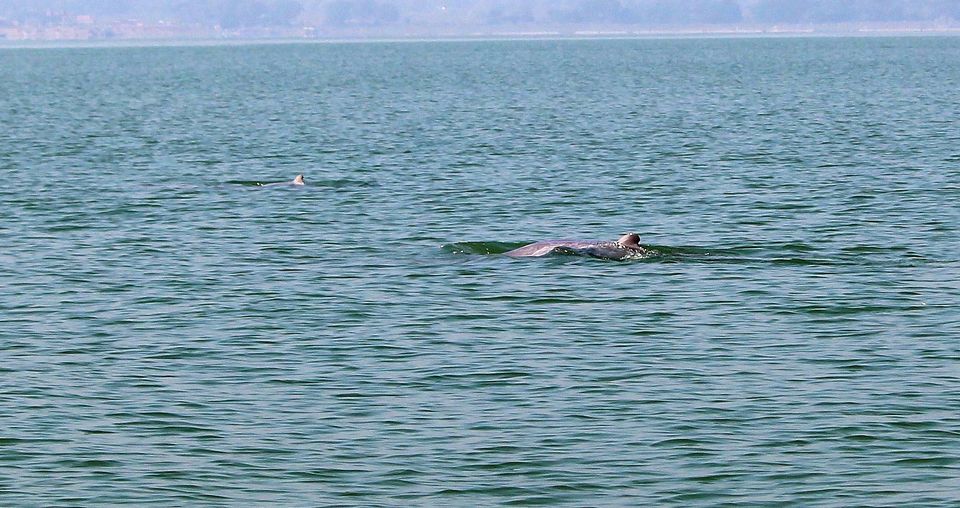 Photo of A day trip to Nalabana, the heart of the beautiful Chilika. by Pranabandhu Nayak